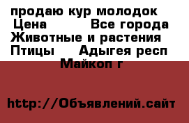 продаю кур молодок. › Цена ­ 320 - Все города Животные и растения » Птицы   . Адыгея респ.,Майкоп г.